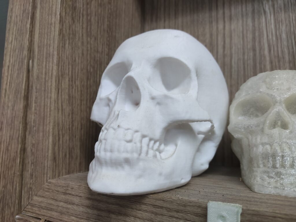 3D biology props for students